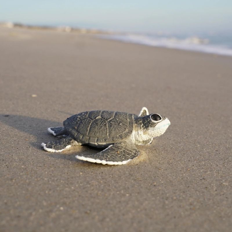 Safari Ltd Sea Turtle Baby